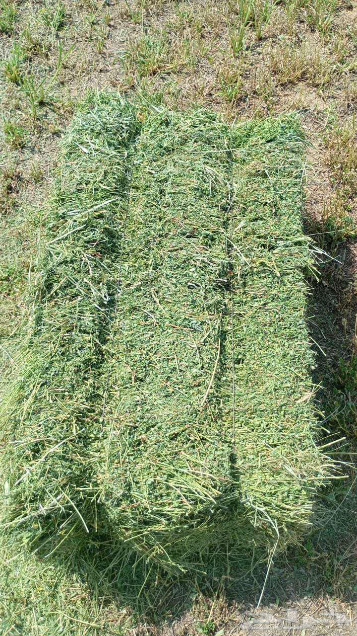 برسيم للبيع64456060617219114