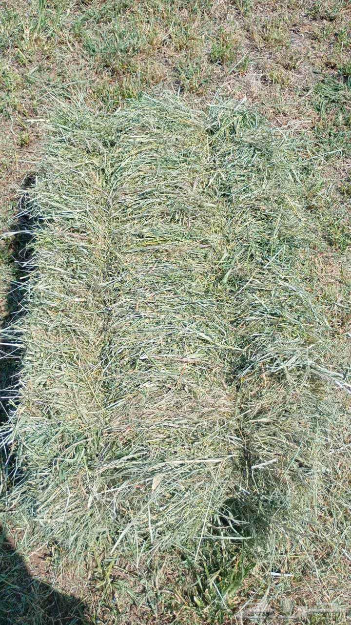 برسيم للبيع64456060617219113