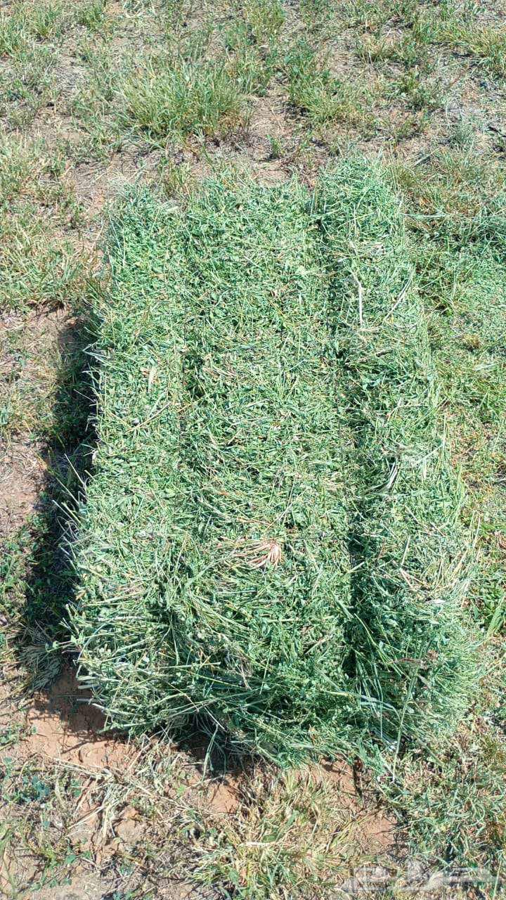 برسيم للبيع64456060617219110