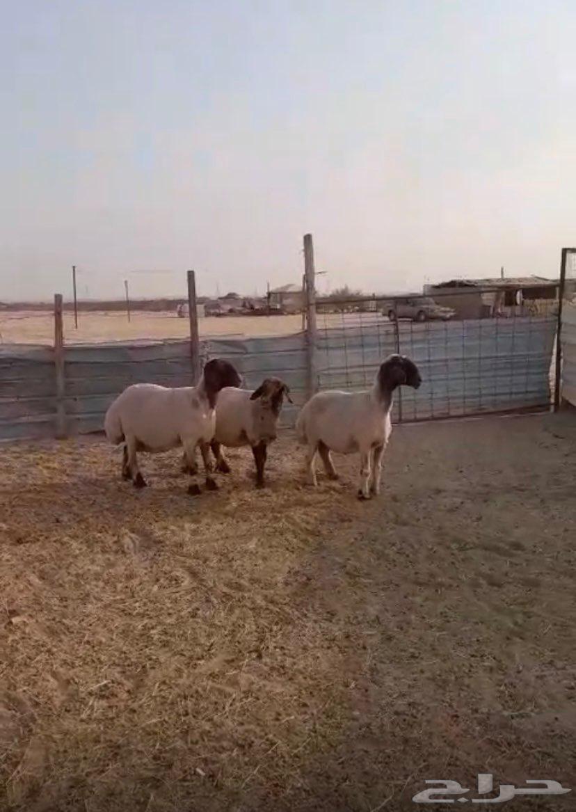 تم البيع للبيع غنم نعيم دفيع64455236172802110