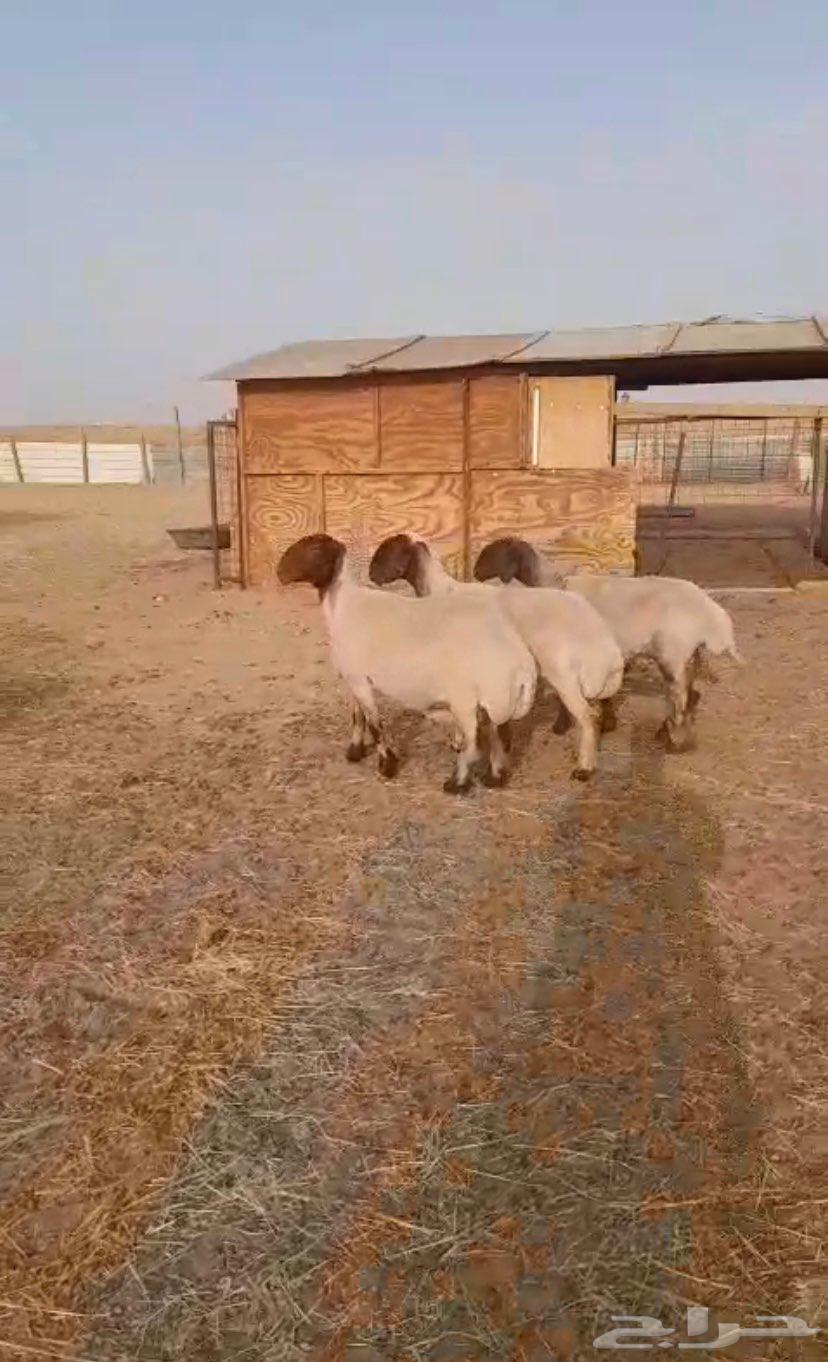 تم البيع للبيع غنم نعيم دفيع64455236172802111