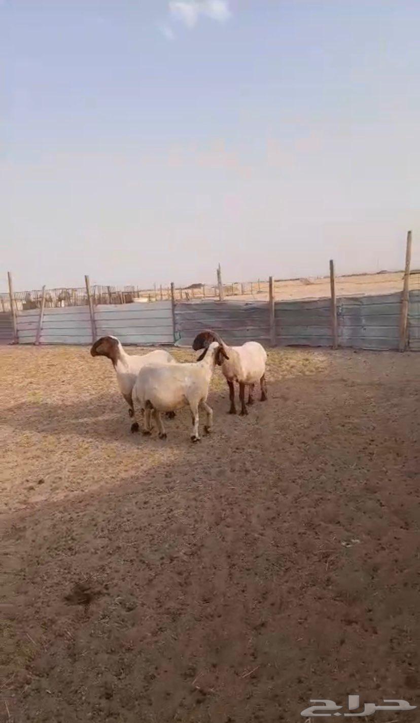 تم البيع للبيع غنم نعيم دفيع64455236172802113