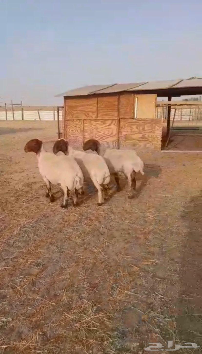 تم البيع للبيع غنم نعيم دفيع64455236172802112