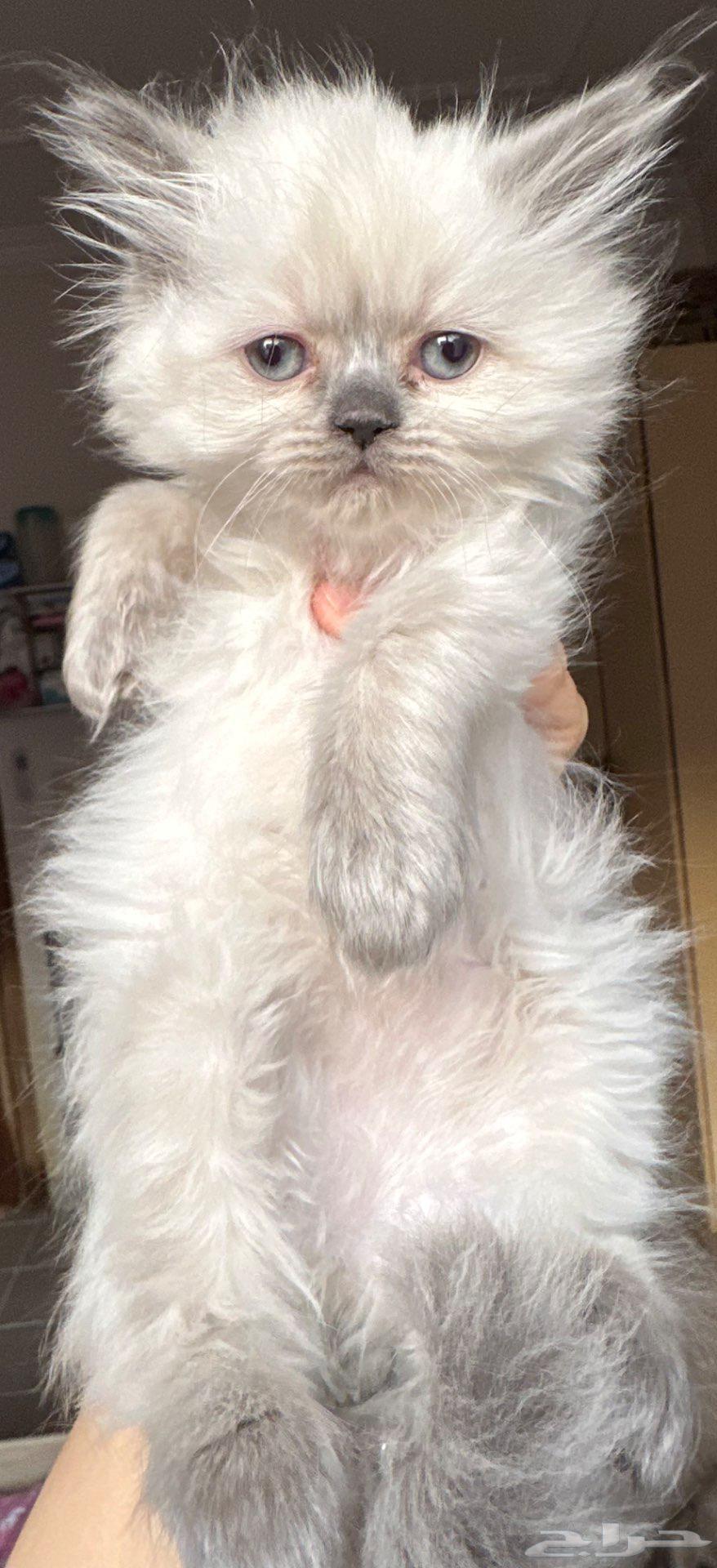 قطة هملايا عمره شهرين ونصف للبيع 300 ريال64453696559362110