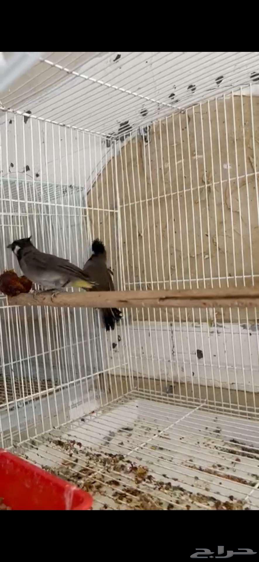 بلابل هملايا64454563968386110