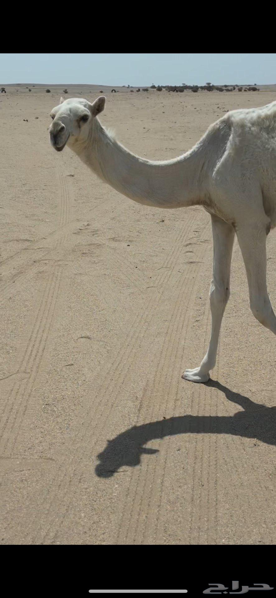 بكره باتليه على ابو عجاريد مع امها للبيع64454770234882111