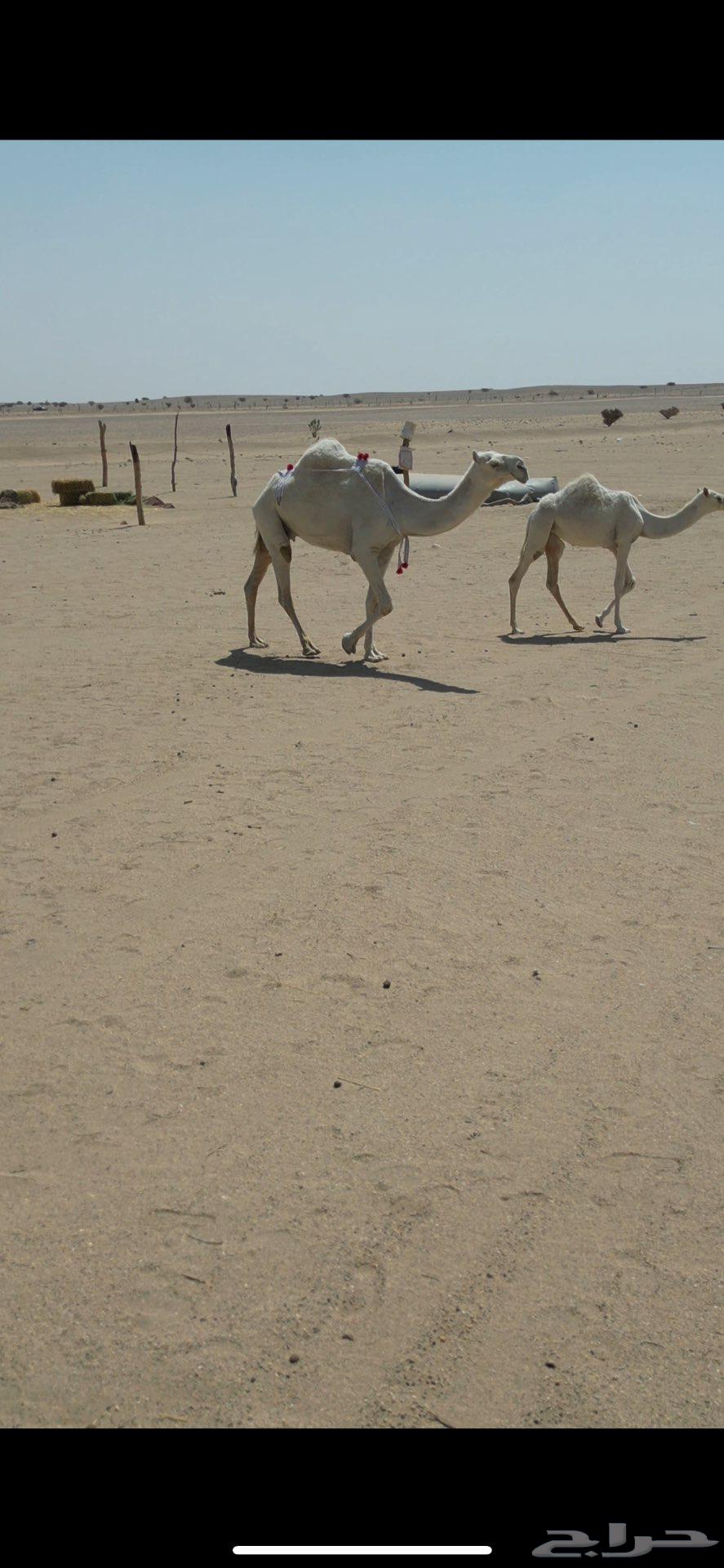 بكره باتليه على ابو عجاريد مع امها للبيع64454770234882112