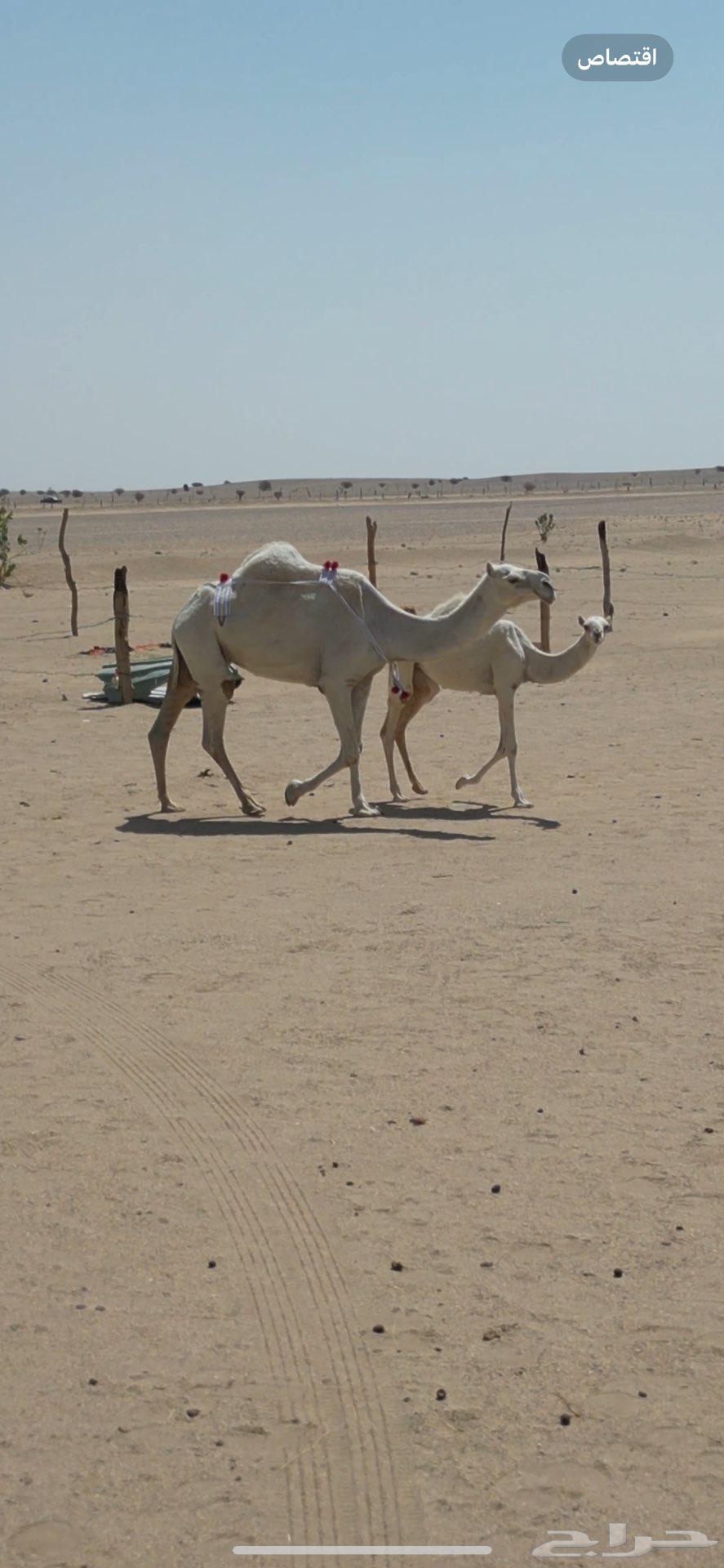 بكره باتليه على ابو عجاريد مع امها للبيع64454770234882110