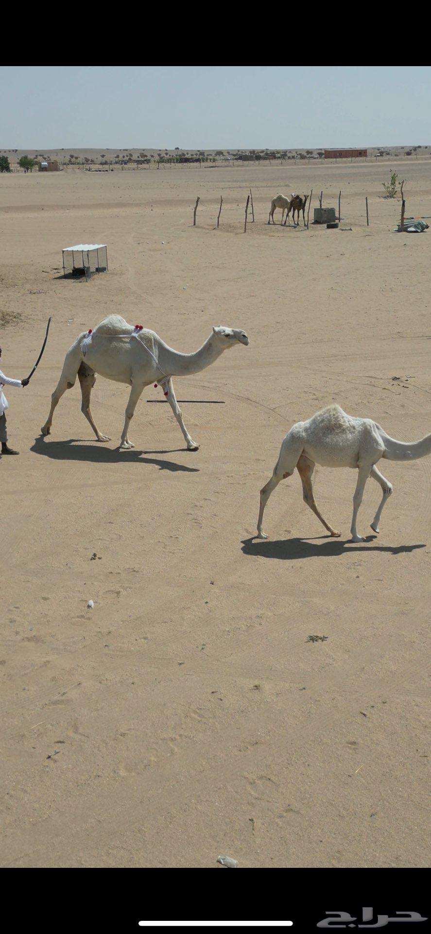 بكره باتليه على ابو عجاريد مع امها للبيع64454770234882113