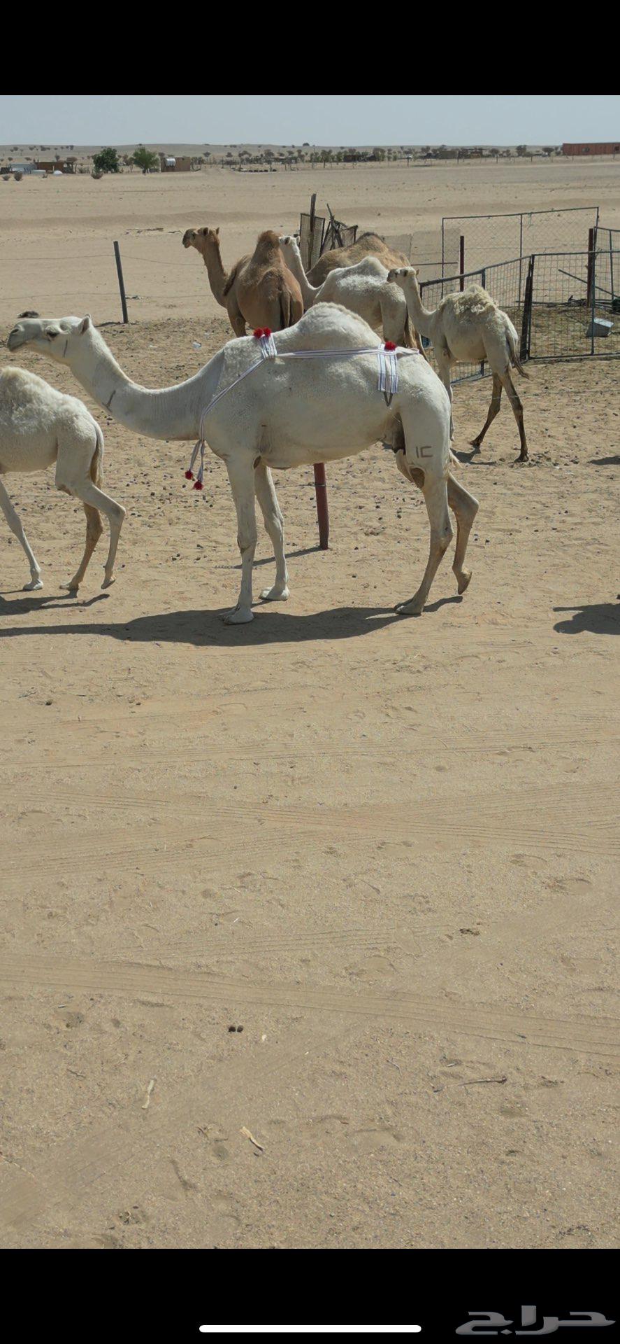 بكره باتليه على ابو عجاريد مع امها للبيع64454770234882114