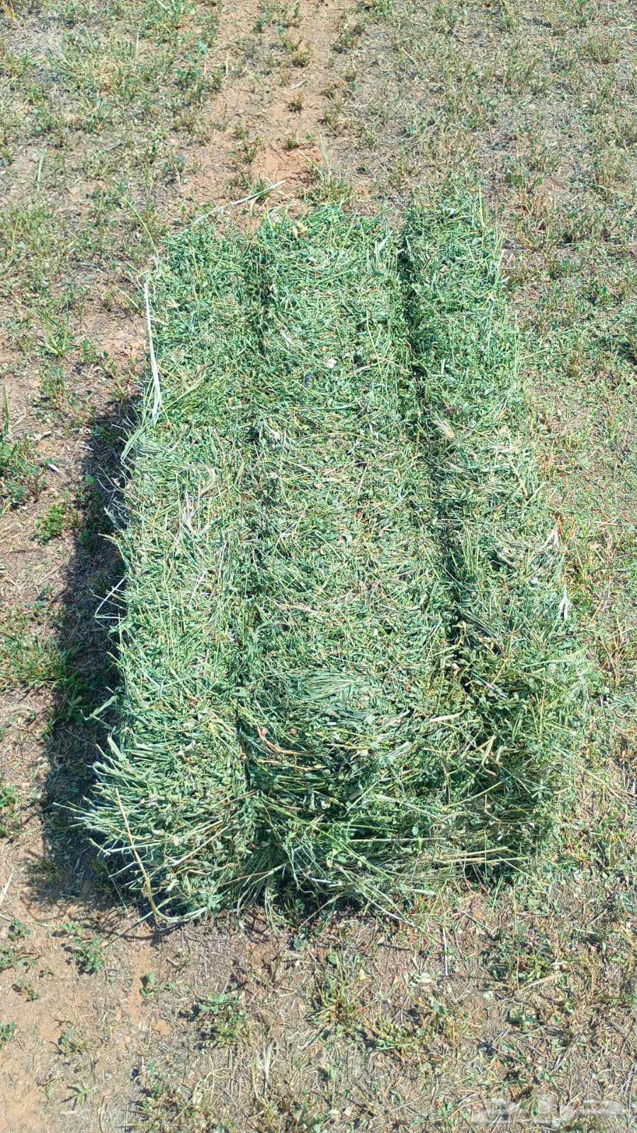 برسيم للبيع64456060617219112