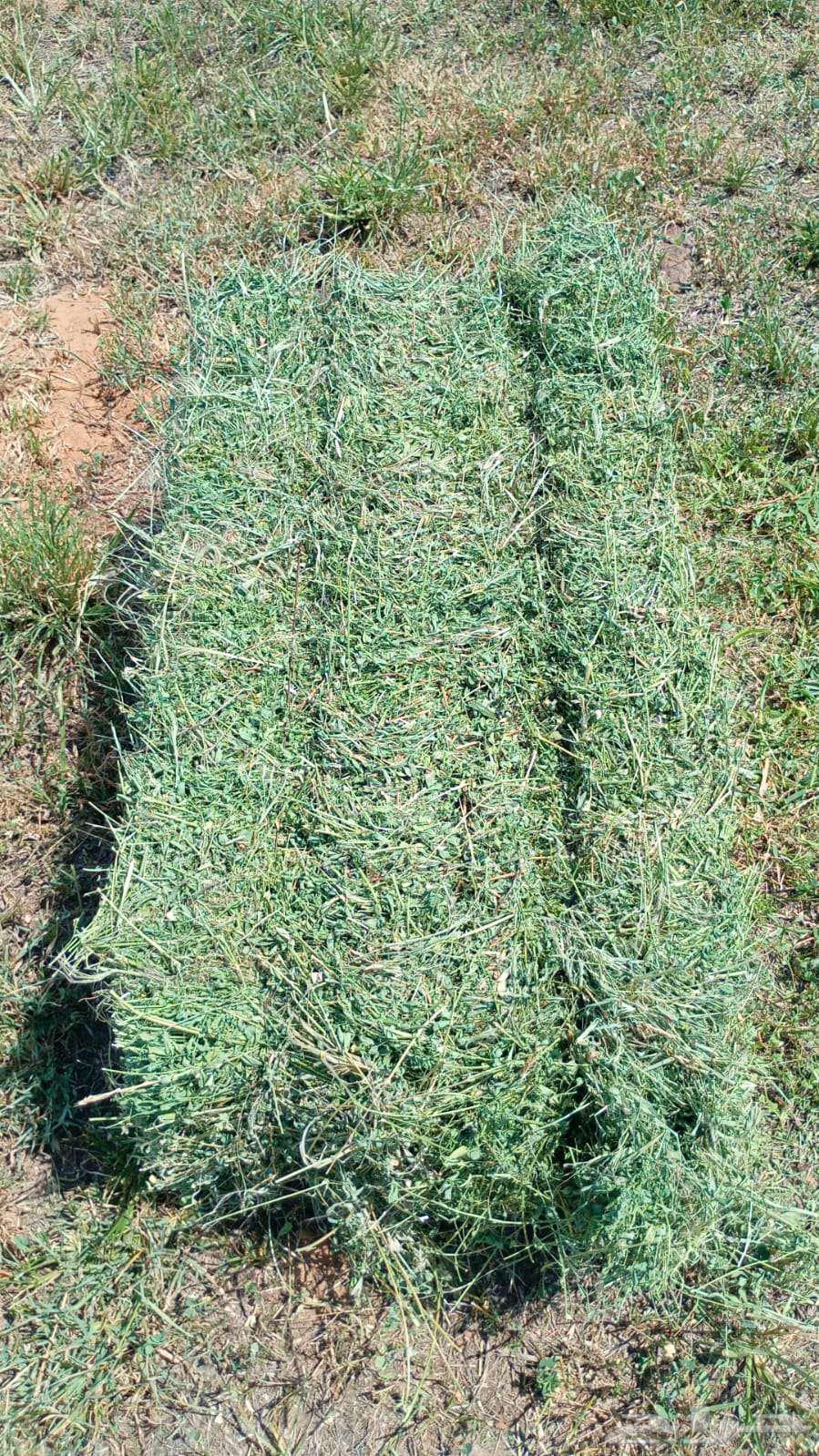 برسيم للبيع64456060617219111