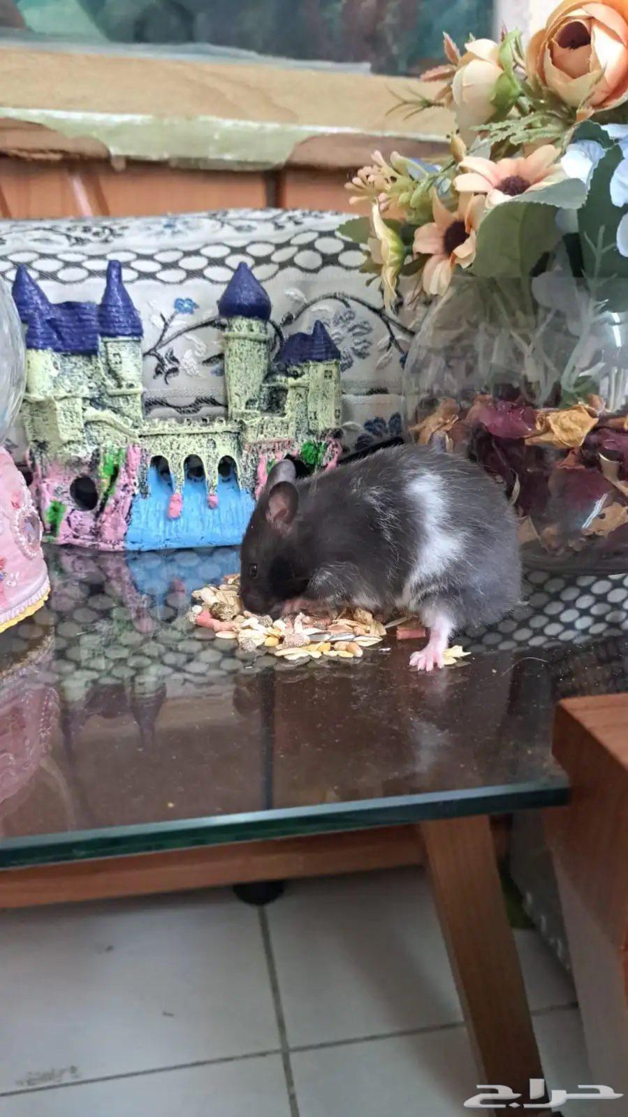 مجموعة هامستر سوري للبيع64451836504579113