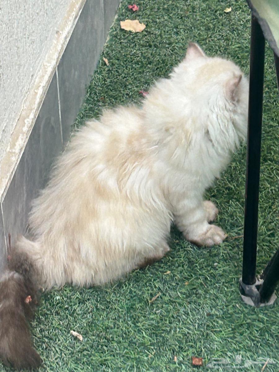 Cats64450482456705114