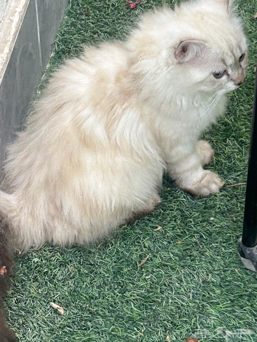 Cats64450482456705113