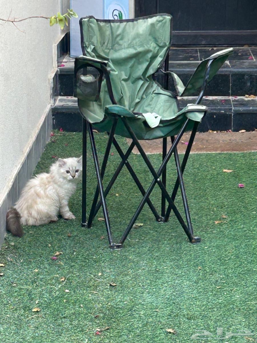 Cats64450482456705112