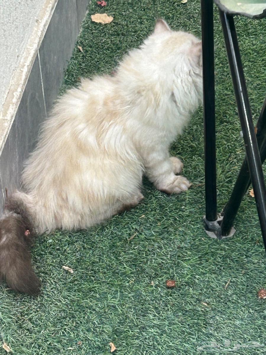 Cats64450482456705110