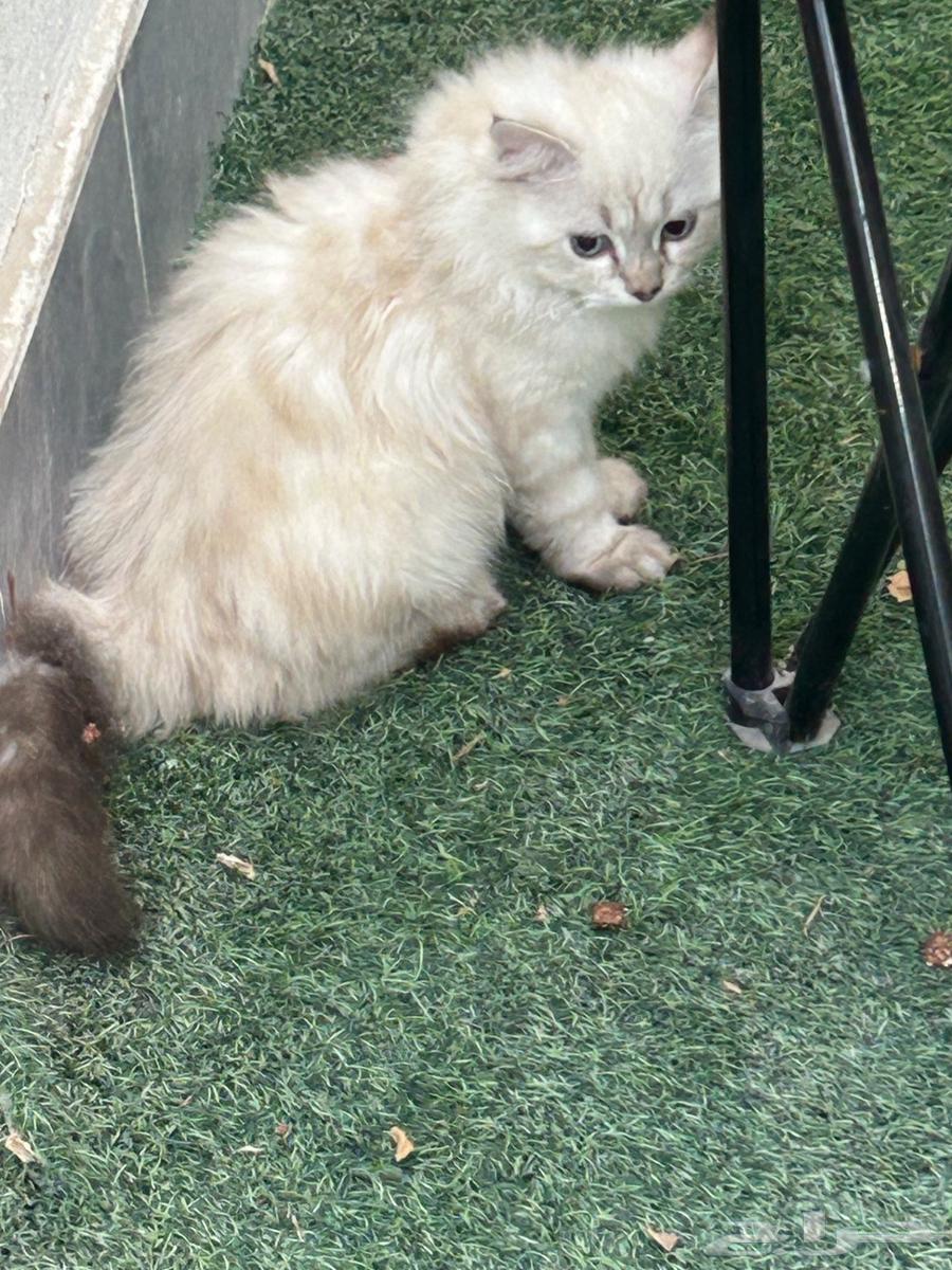 Cats64450482456705111