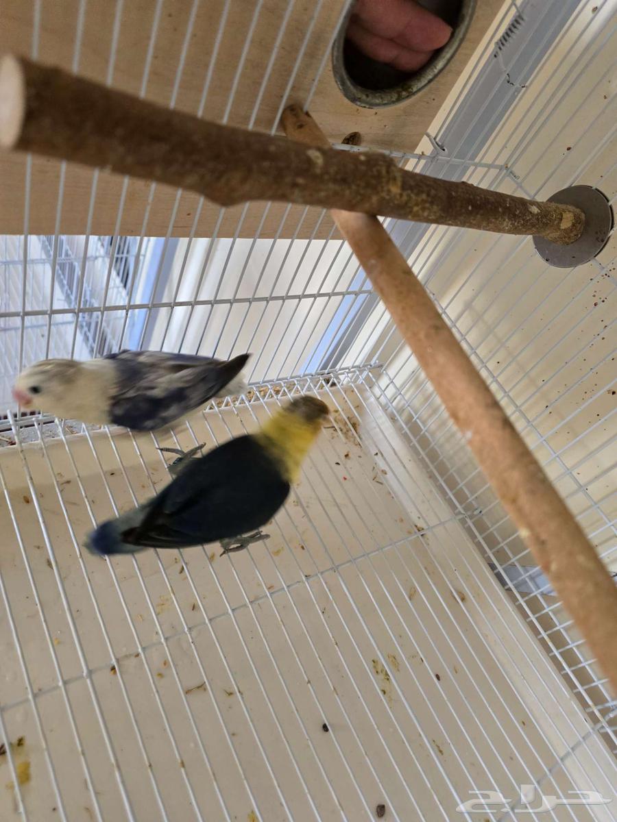 تم البيع جوز فيشر مع 3 فروخ64453999419779111