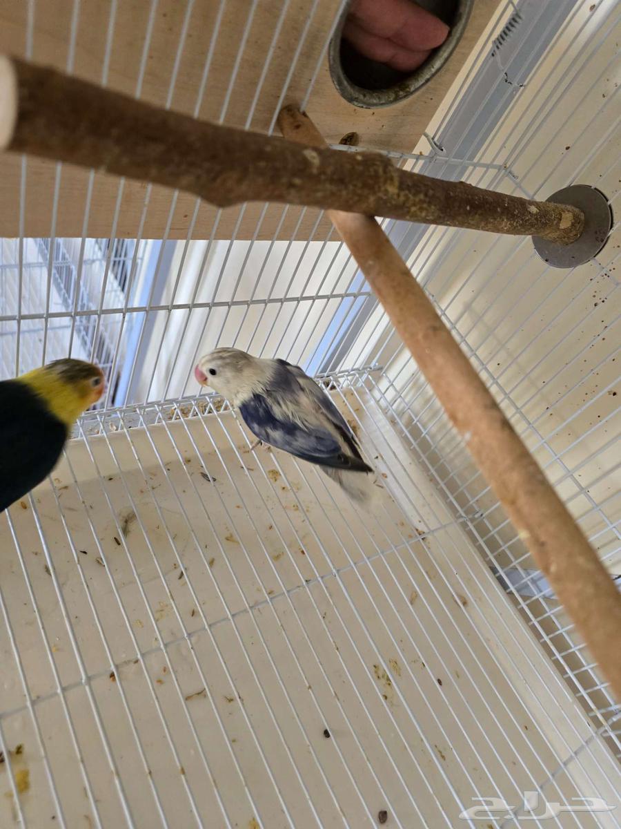 تم البيع جوز فيشر مع 3 فروخ64453999419779112