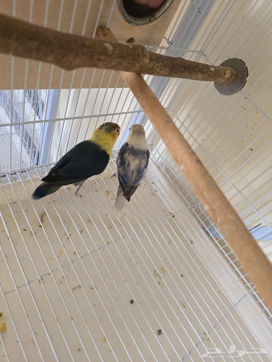 تم البيع جوز فيشر مع 3 فروخ64453999419779113