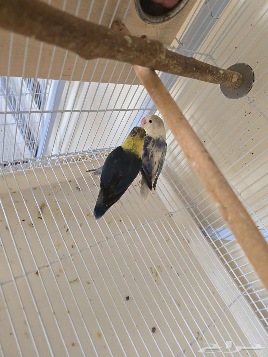 تم البيع جوز فيشر مع 3 فروخ64453999419779114