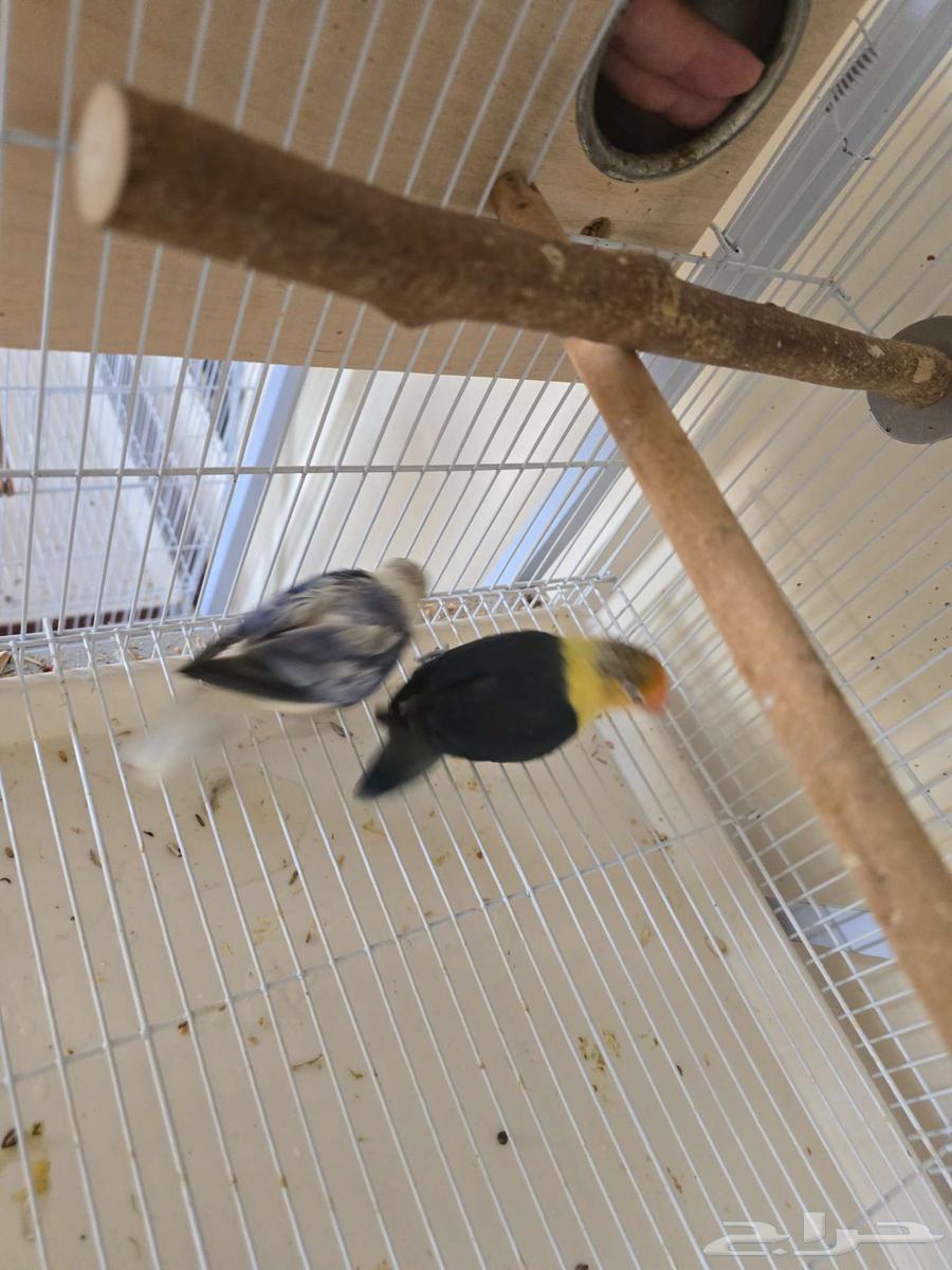 تم البيع جوز فيشر مع 3 فروخ64453999419779110