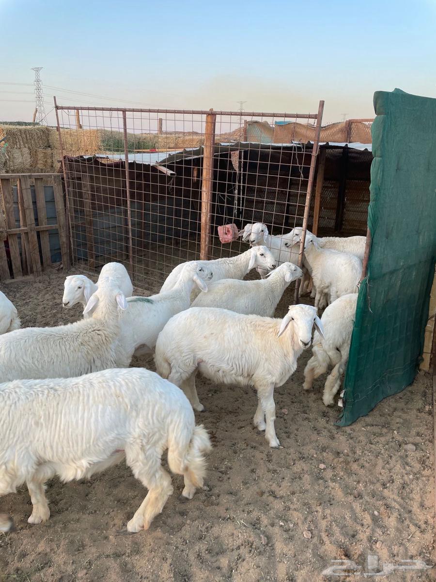 للبيع طليان حري64454305297027110