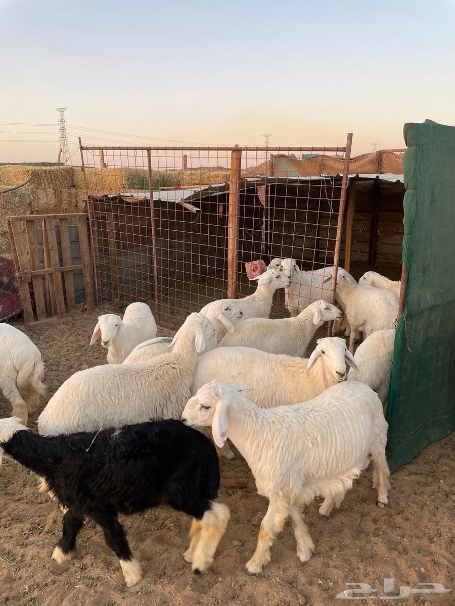 للبيع طليان حري64454305297027111