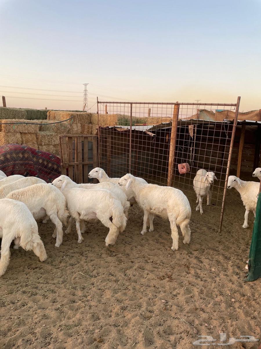 للبيع طليان حري64454305297027112