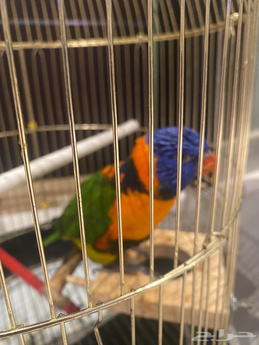 انثى لوري اليفه جاهزه للانتاج64454715728899111