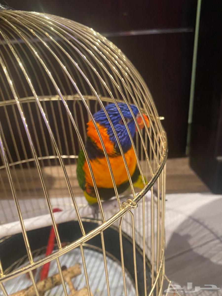 انثى لوري اليفه جاهزه للانتاج64454715728899113