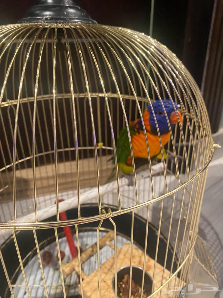 انثى لوري اليفه جاهزه للانتاج64454715728899114