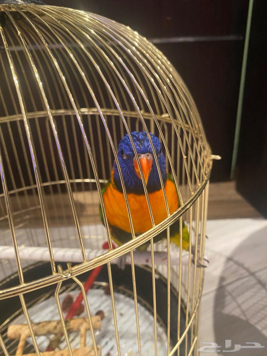 انثى لوري اليفه جاهزه للانتاج64454715728899112