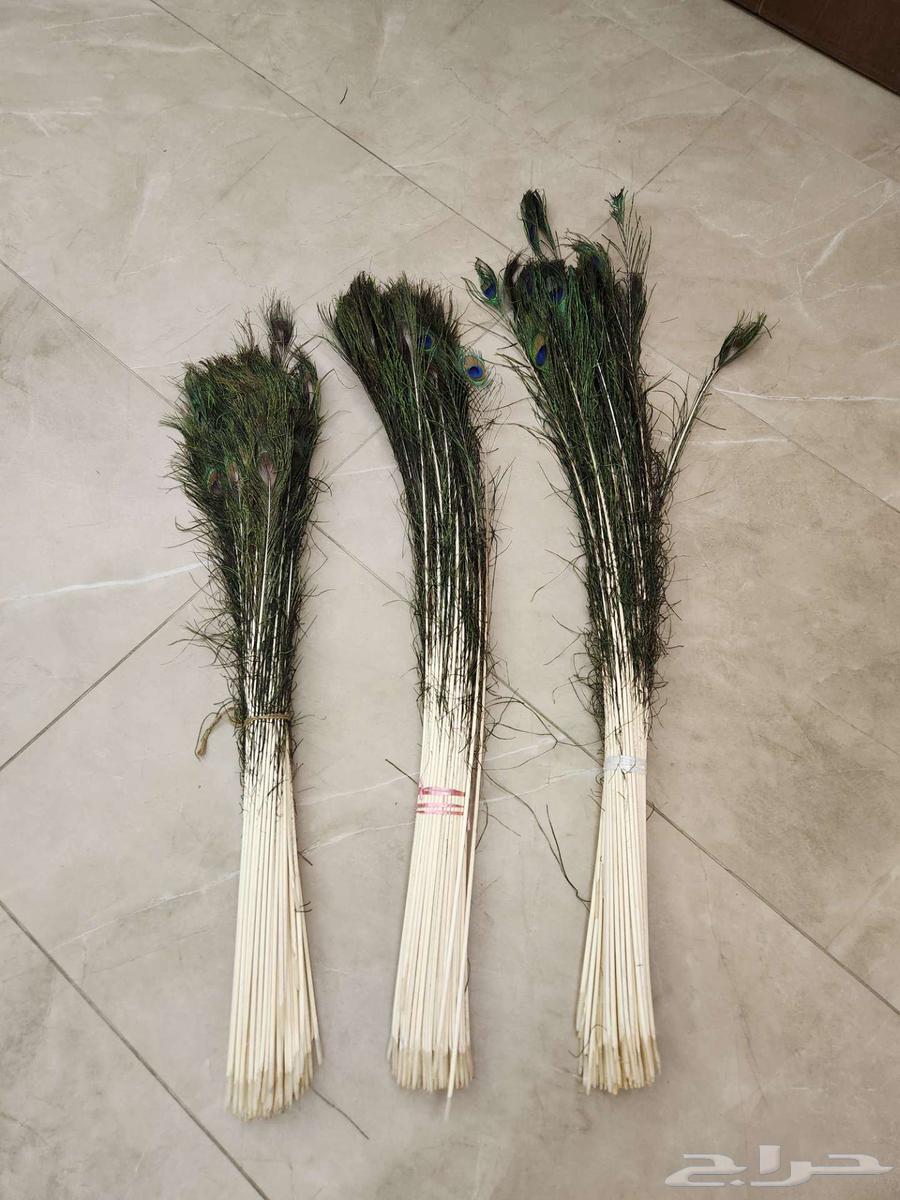 ريش طاووس طبيعي64455796490370112