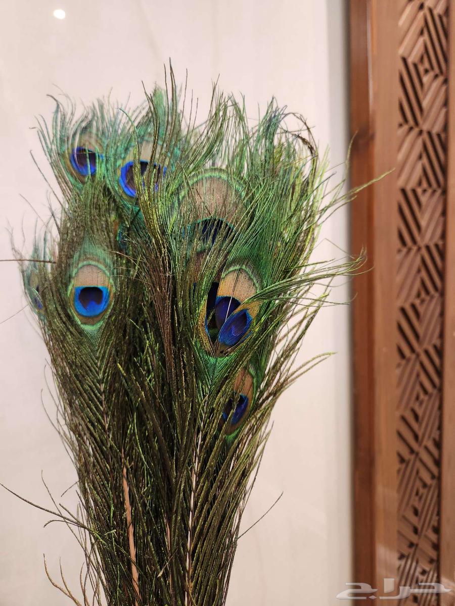 ريش طاووس طبيعي64455796490370111