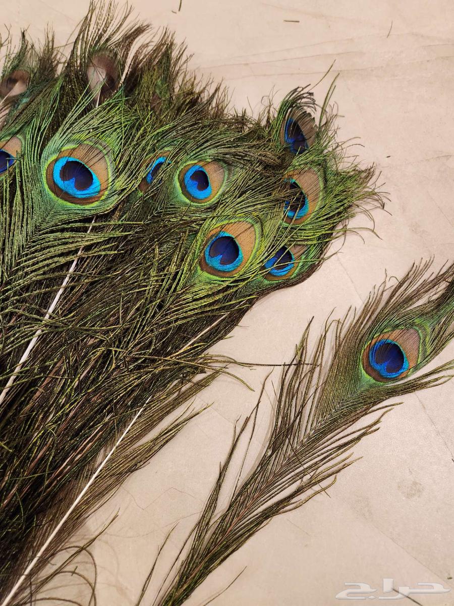 ريش طاووس طبيعي64455796490370110