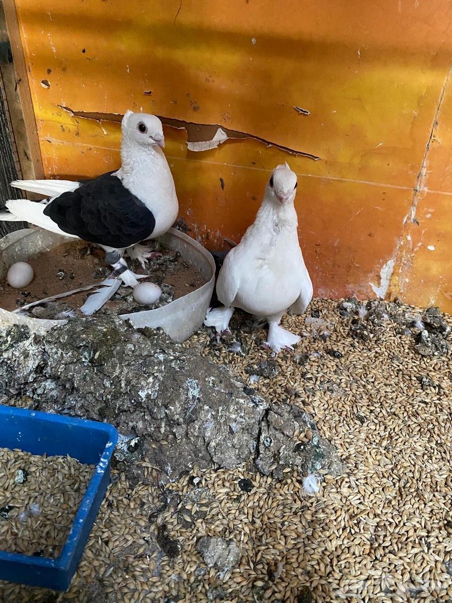 حمام للبيع64456421015810111