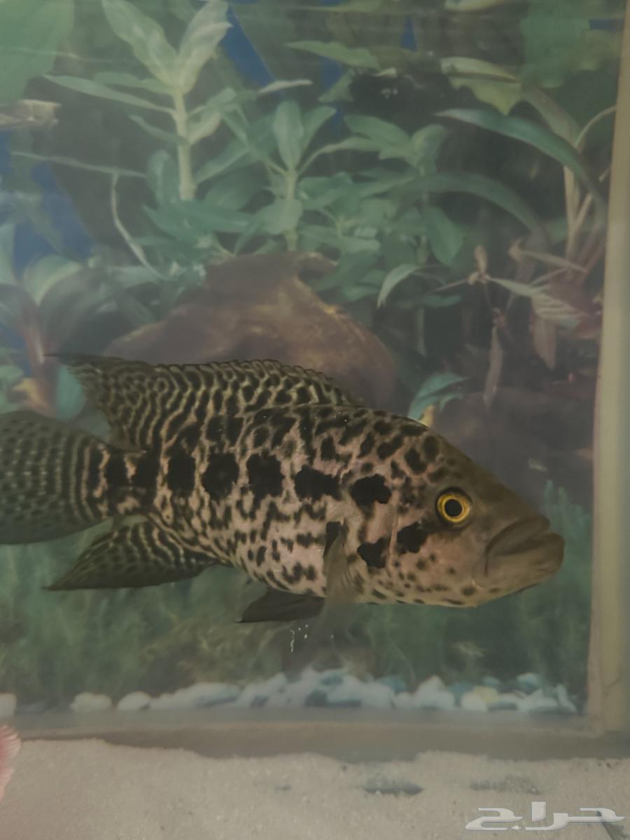 اسماك اوسكار وسيكلد للبيع64458423906819110