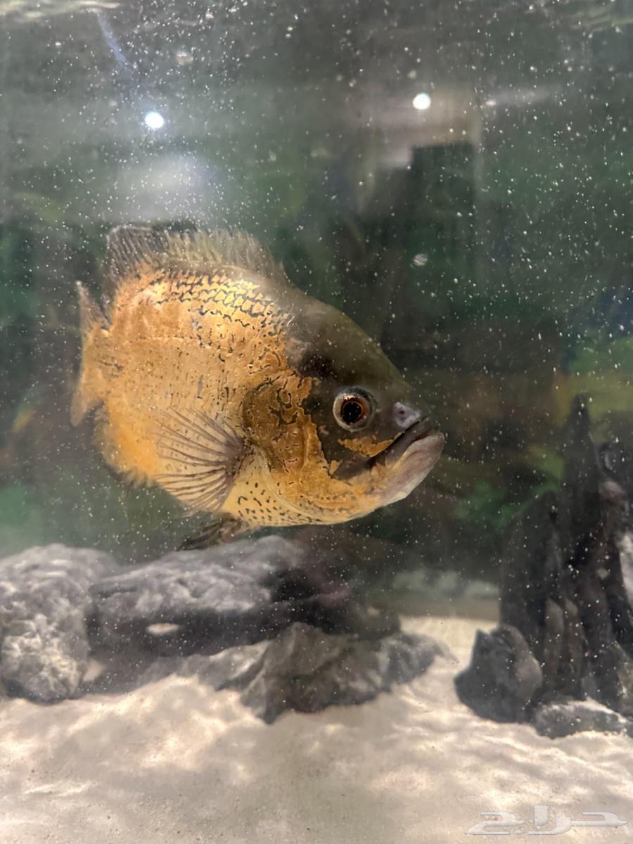 اسماك اوسكار وسيكلد للبيع64458423906819111