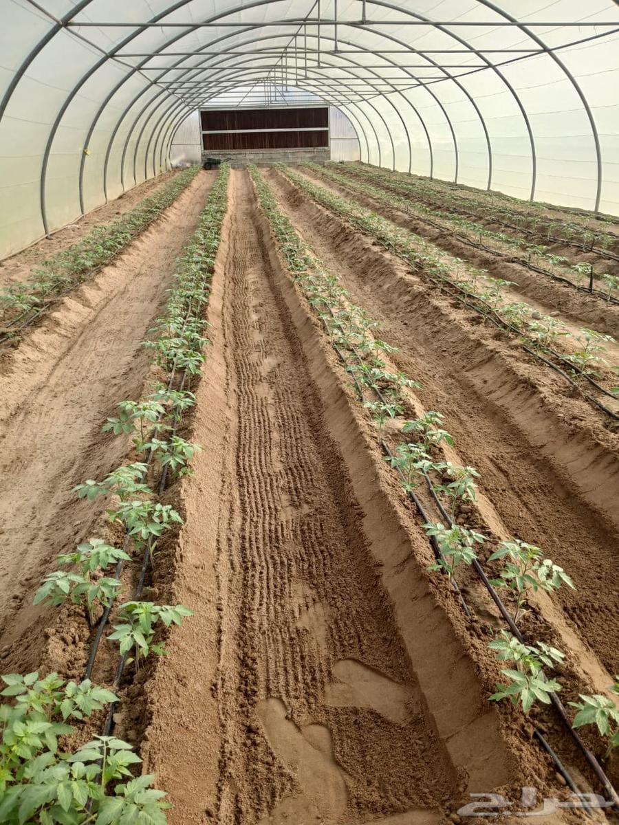 بيت محمي للبيع مكيف64456612778242112