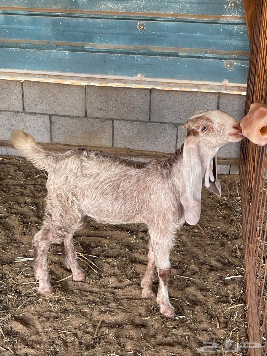 للبيع تيوس لبانيه 3 شهور ونص64456776942082110