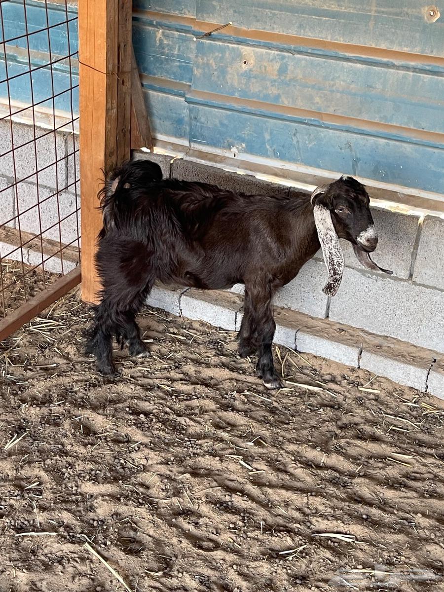 للبيع تيوس لبانيه 3 شهور ونص64456776942082111