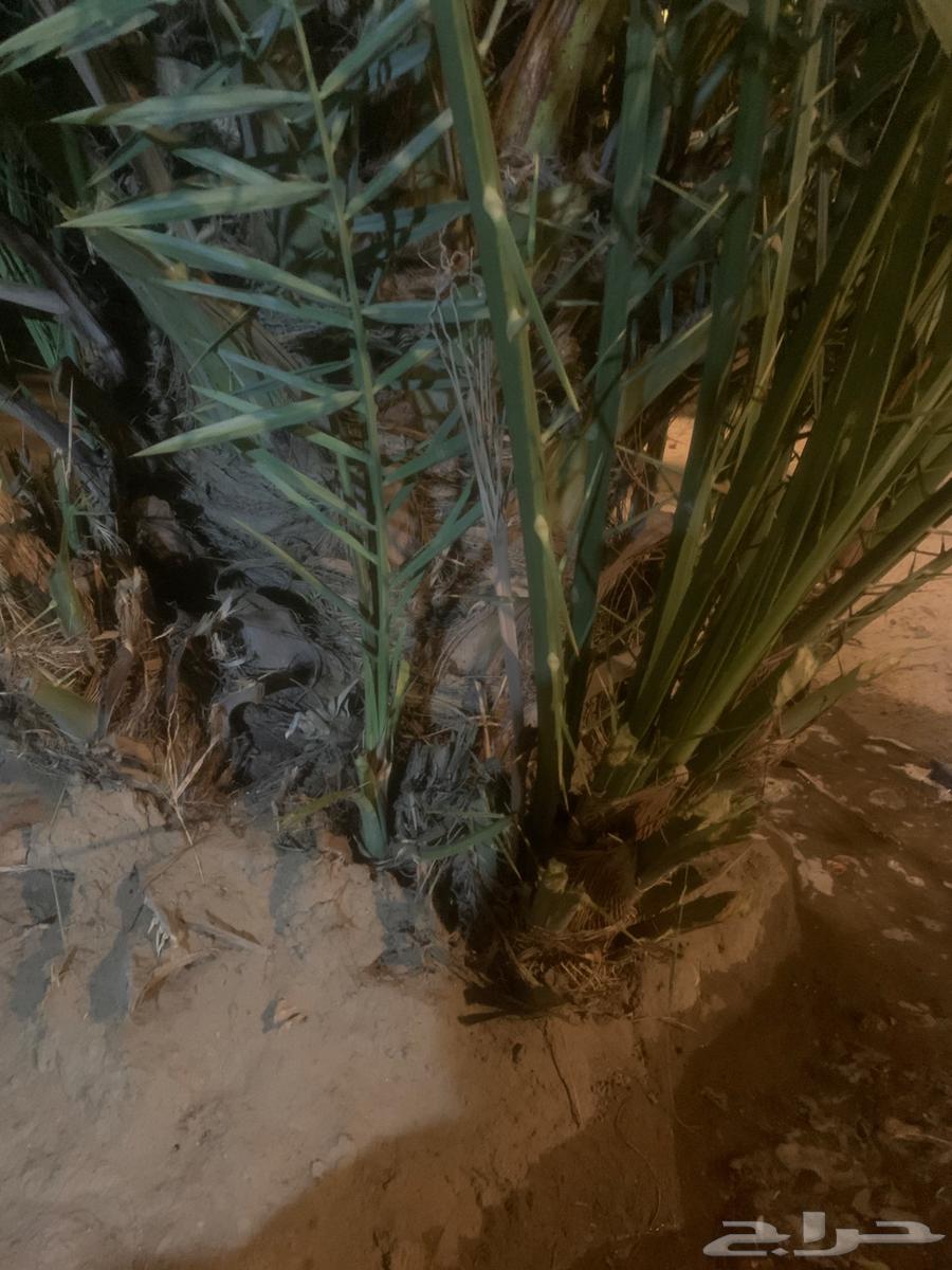 جثيث مخاريف للبيع64457254981890110