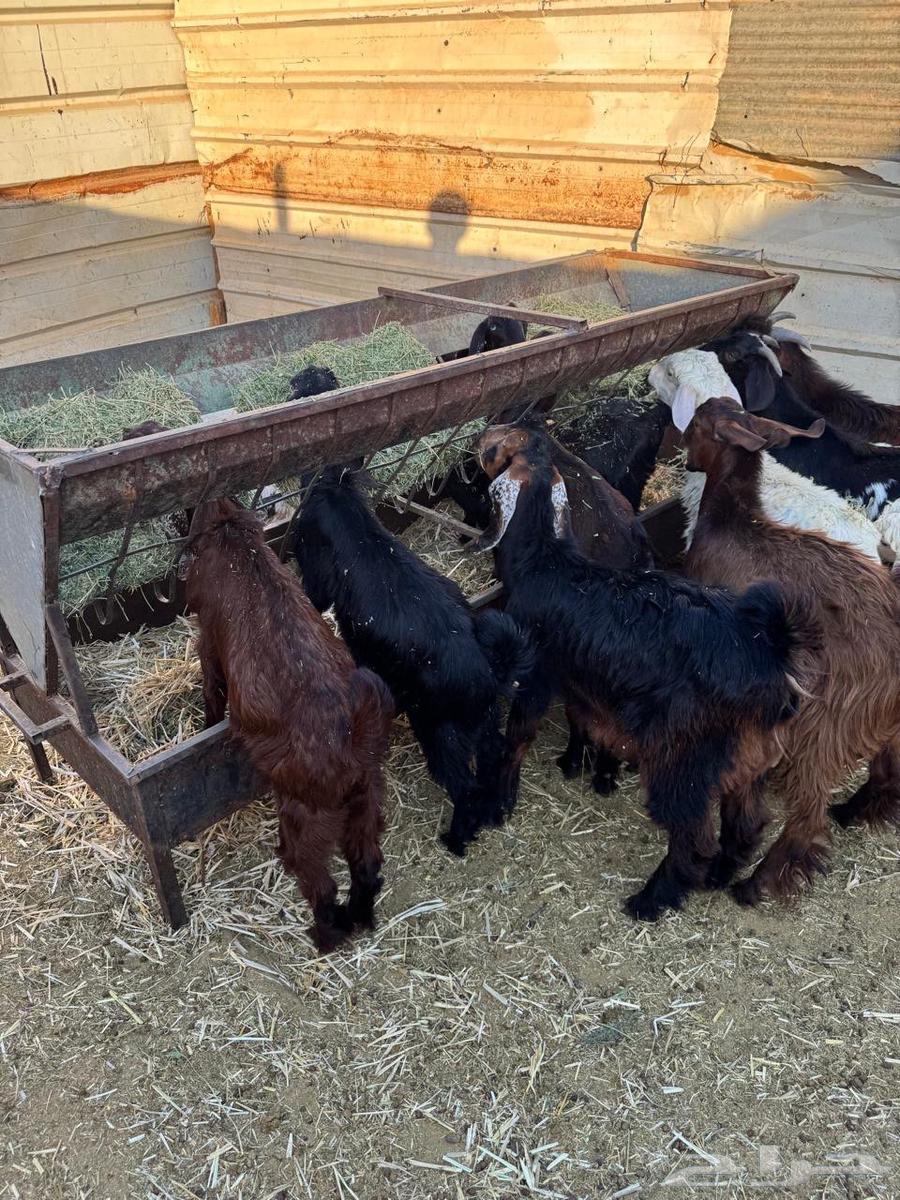 تيوس بلديه للبيع64457391613825113