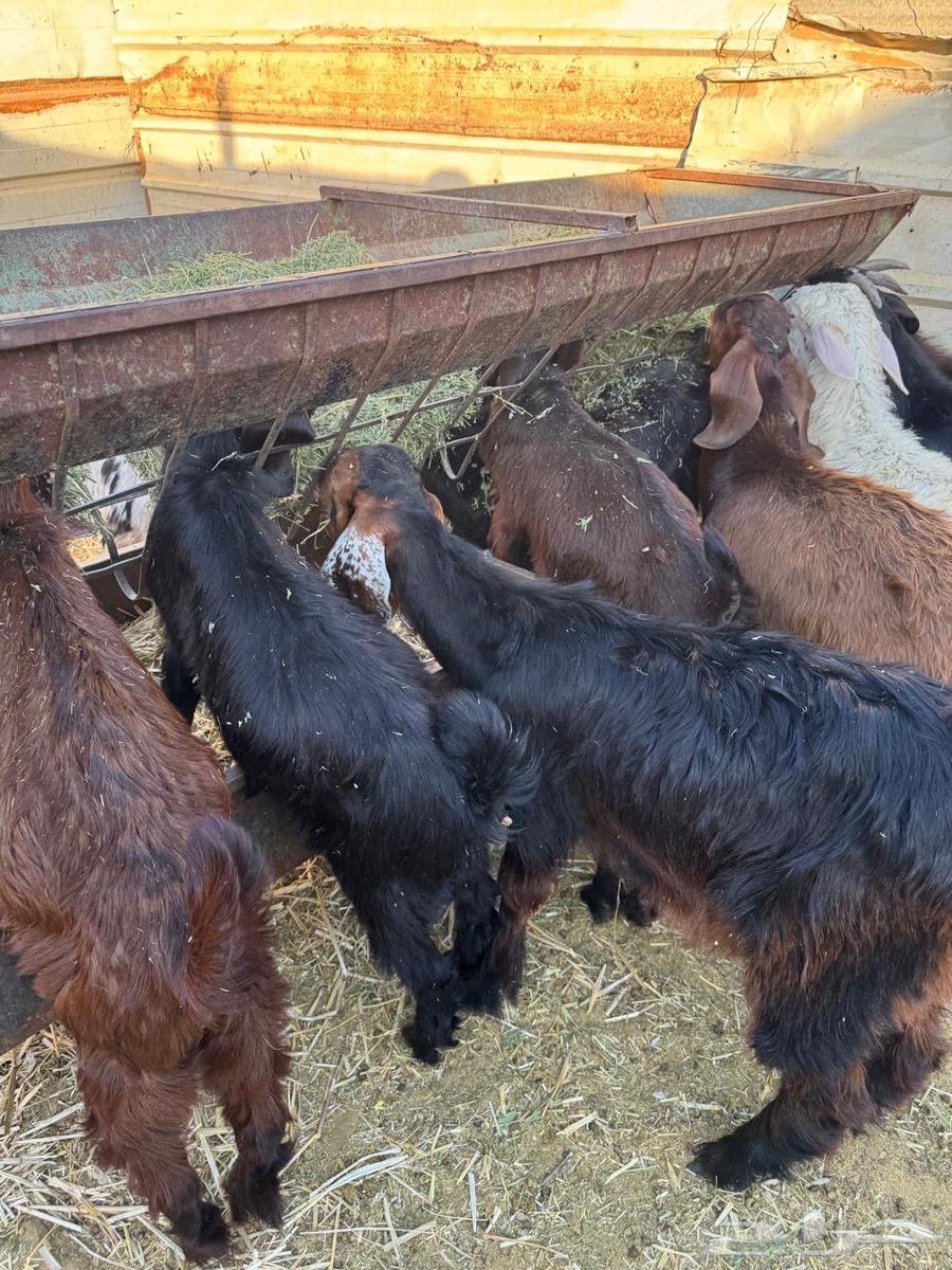 تيوس بلديه للبيع64457391613825114