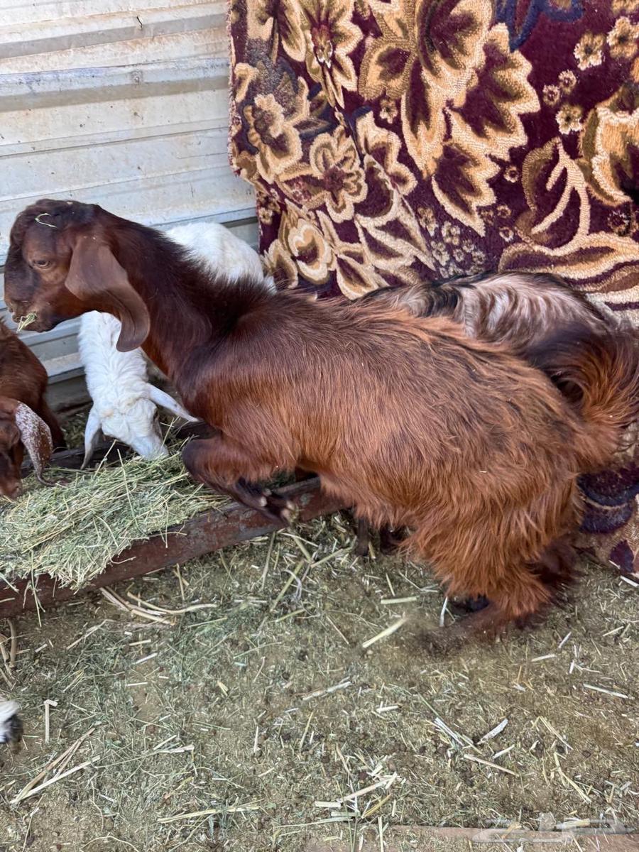 تيوس بلديه للبيع64457391613825112