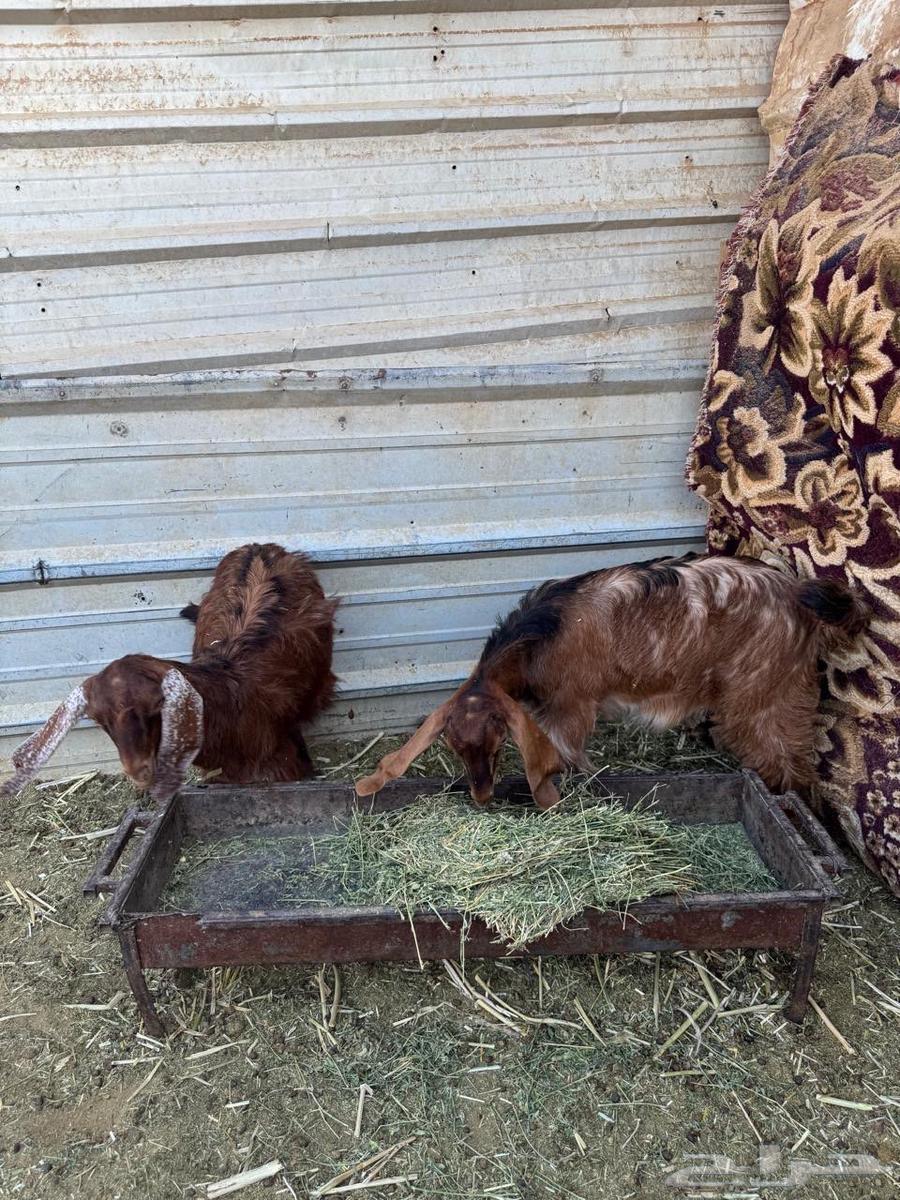 تيوس بلديه للبيع64457391613825111