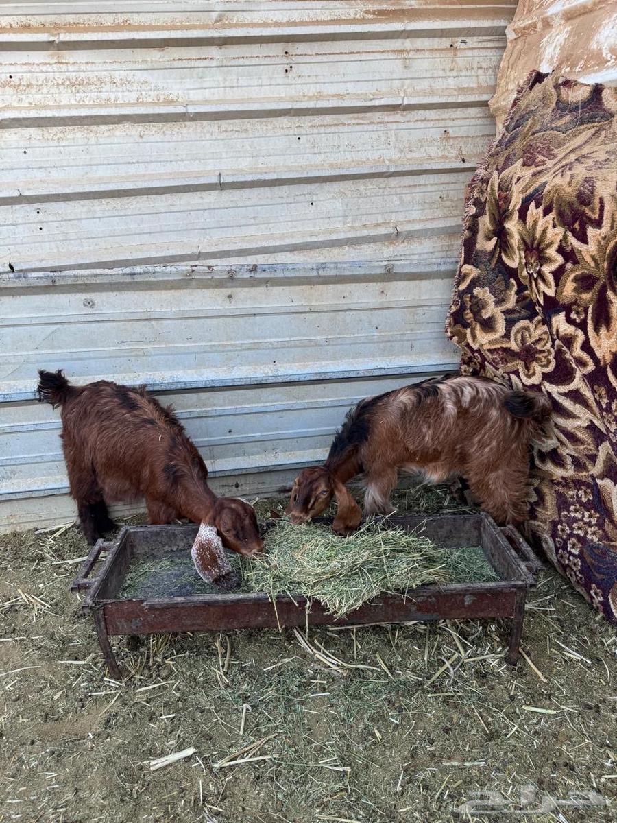 تيوس بلديه للبيع64457391613825110