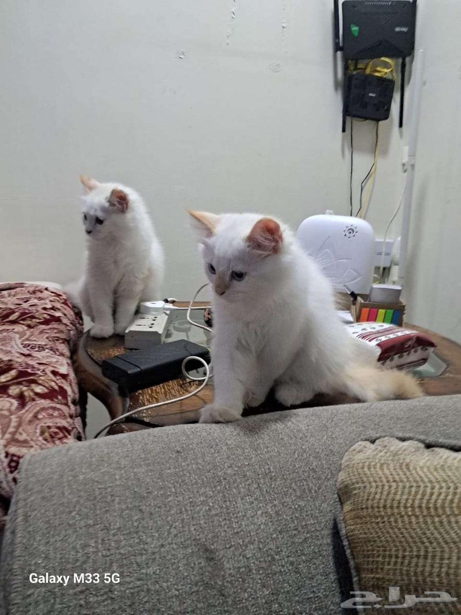 قطط هملايا للبيع ذكر وانثى عمر شهرين ونصف64450879401345110